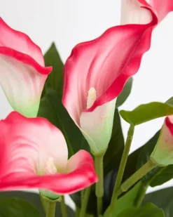 Calla Lily